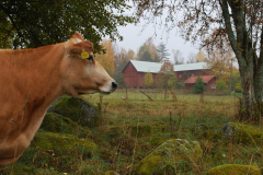 Hemlangtan-Hoslatt-oktober